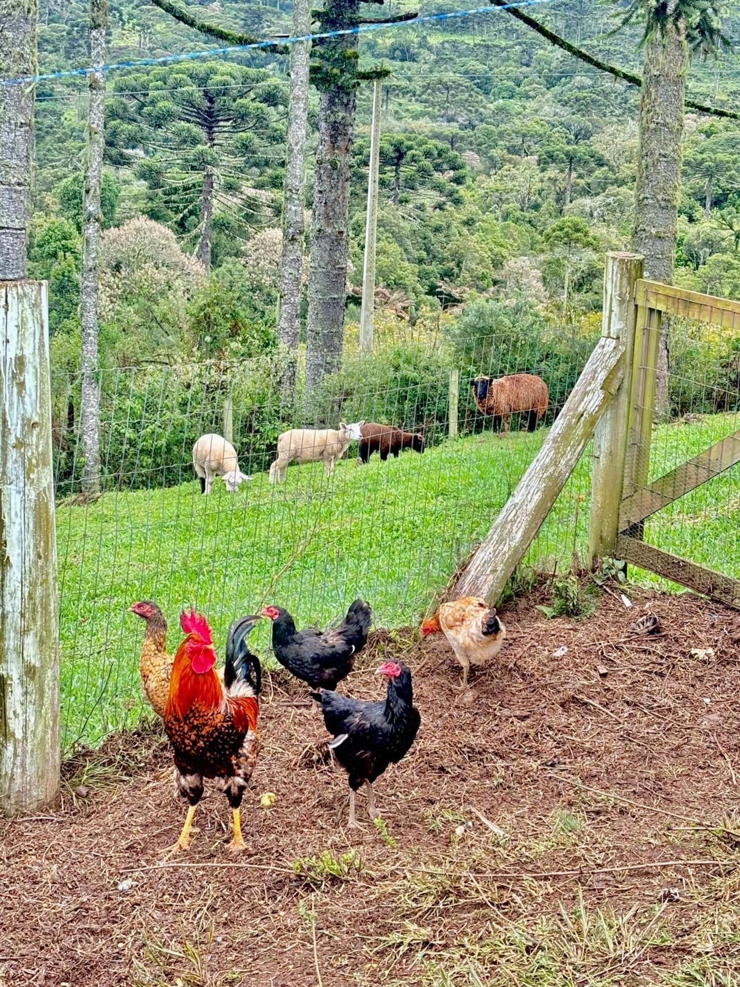 Agroturismo Estalagem Ceu Da Montanha - Morro Da Igreja